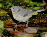 Warbler Virginias D-019.jpg