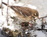 Pipit, American  D-044.jpg