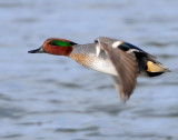 Teal, Green-winged