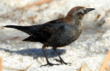 Blackbird Rusty D-035.jpg