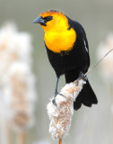Blackbird Yellow-headedD-018.jpg
