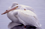 Pelican, American White  S-1146.jpg
