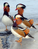 Duck, Mandarin