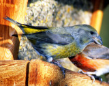 Crossbill, Red