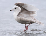 Gull, Iceland