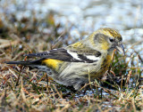 Crossbill  White-winged D-095.jpg