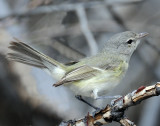 Vireo, Bells