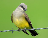 Kingbird, Western