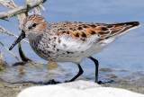 Sandpiper, Western