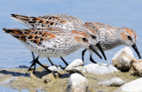 Sandpiper, Western