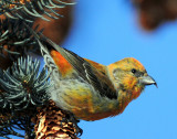 Crossbill  Red D-011.jpg