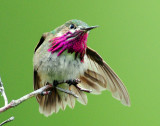 Hummingbird, Calliope