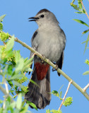 Catbird, Gray