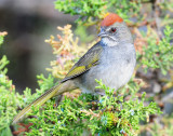 Towhee, Green-tailed