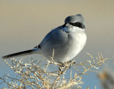 Shrike, Loggerhead