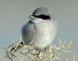 Shrike, Loggerhead