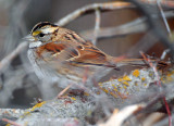 Sparrow, White-throated