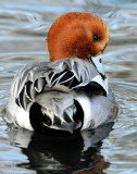 Wigeon, Eurasion