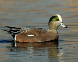 Wigeon, American