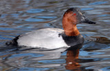 Canvasback