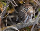 Owl, Northern Saw-whet