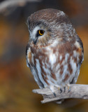 Owl, Northern Saw-whet