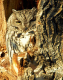 Owl Western Screech D-037.jpg