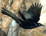 Grackle, Great-tailed