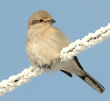 Shrike, Northern (Juvenile)