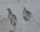 Foggy Gray Partridge