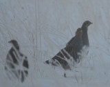 Foggy Gray Partridge