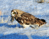 Owl, Short-eared