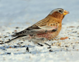 Rosy-Finches, Gray-crowned