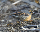 Thrush, Varied