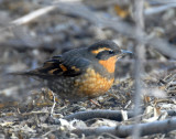 Thrush, Varied