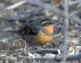 Thrush, Varied