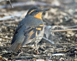 Thrush, Varied