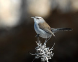 Wren, Bewicks