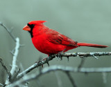 Cardinal, Northern