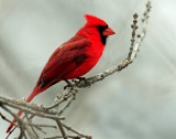 Cardinal,  Northern