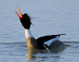 Merganser, Red-breasted