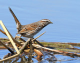 Sparrow, Song