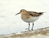 Sandpipers, Bairds