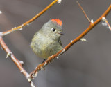 Kinglet, Ruby-crowned