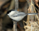 Chickadee, Black-capped