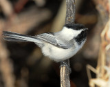 Chickadee, Black-capped