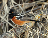 Towhee, Spotted