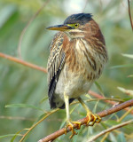 Heron, Green (Juvenile)