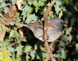 Sparrow,  Black-chinned