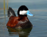 Duck, Ruddy (Breeding plumage for comparison)